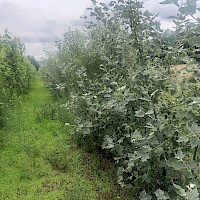 Project meeting on 14th of July 2021 at Domin's farm