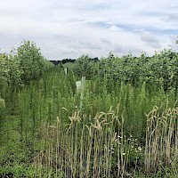 Project meeting on 14th of July 2021 at Domin's farm